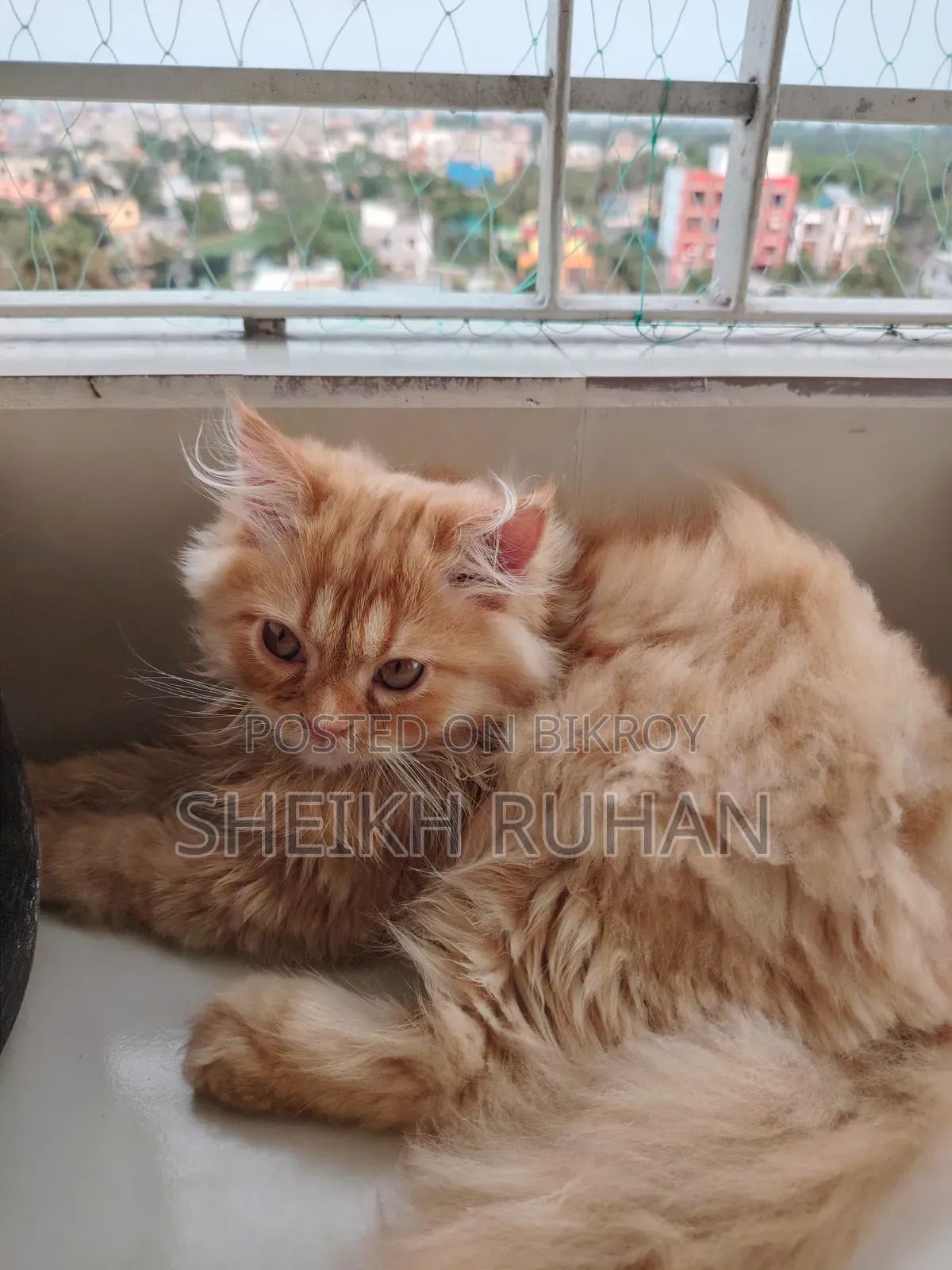 1-3 months Male Purebred Persian