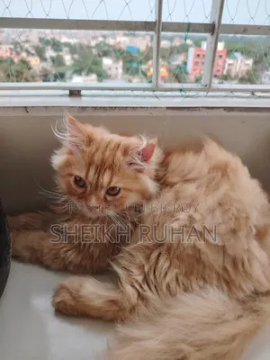 1-3 months Male Purebred Persian