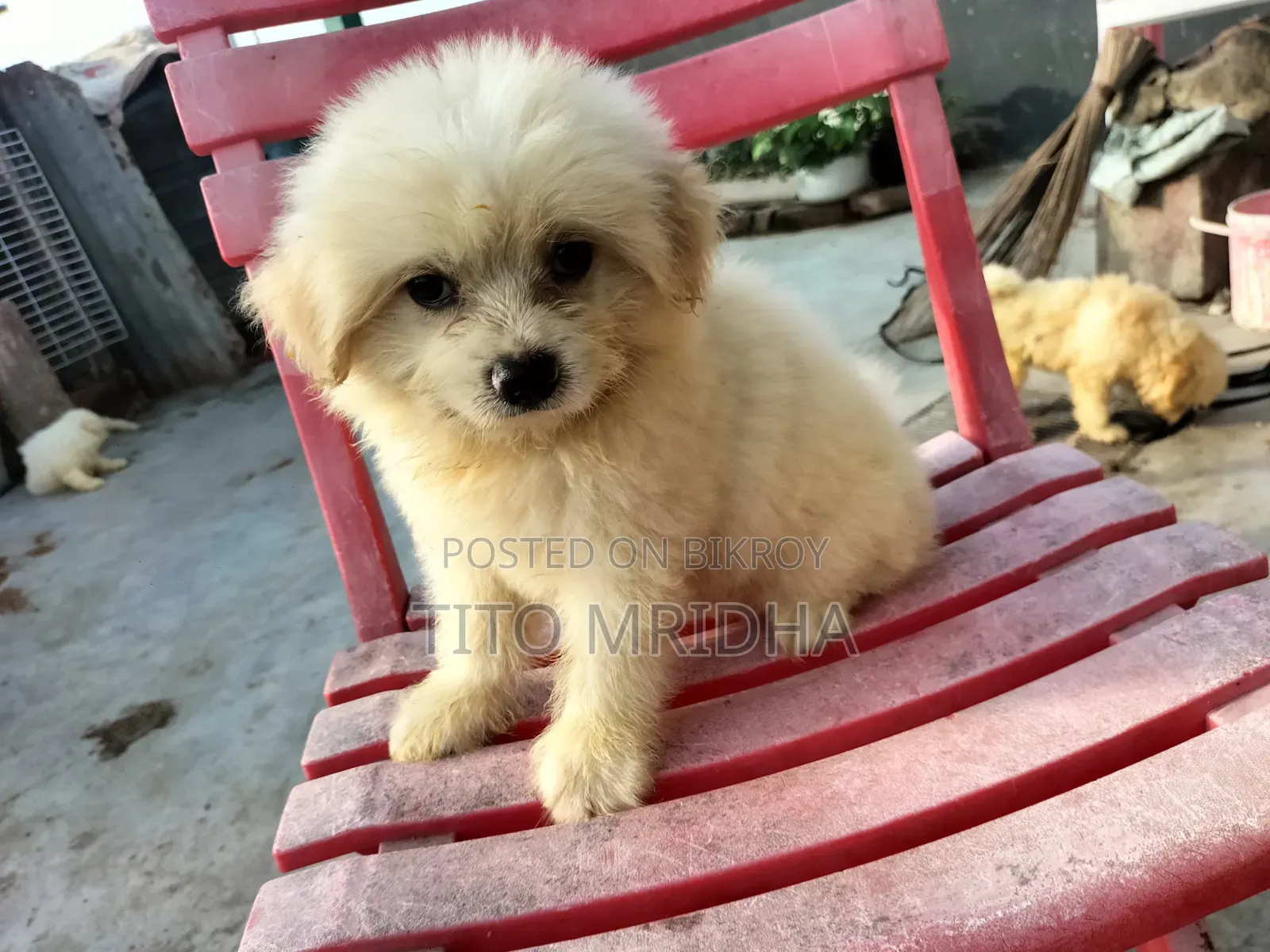 1-3 months Male Purebred Lhasa Apso