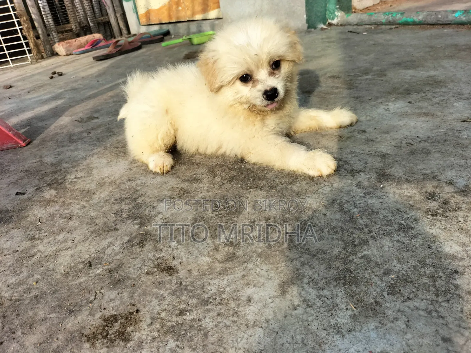1-3 months Male Purebred Lhasa Apso