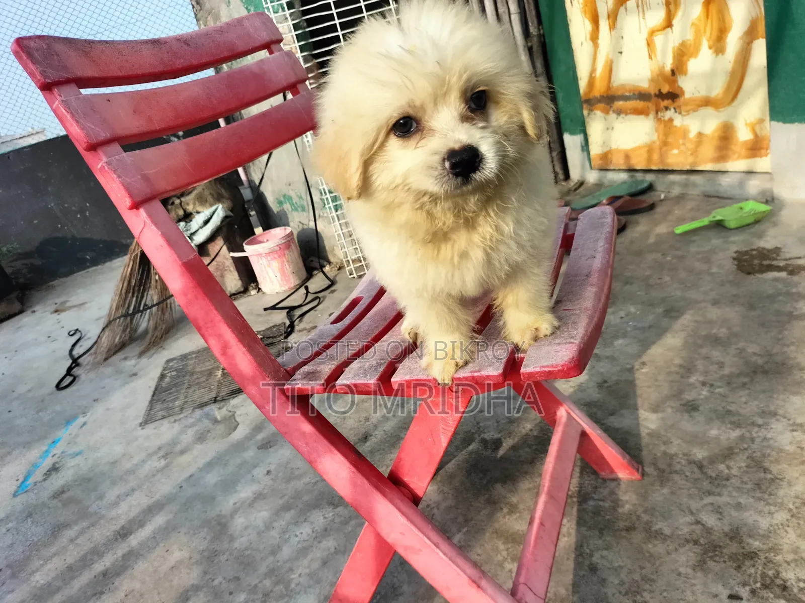 1-3 months Male Purebred Lhasa Apso