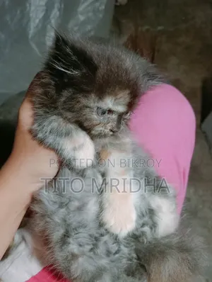 1-3 months Female Purebred Persian