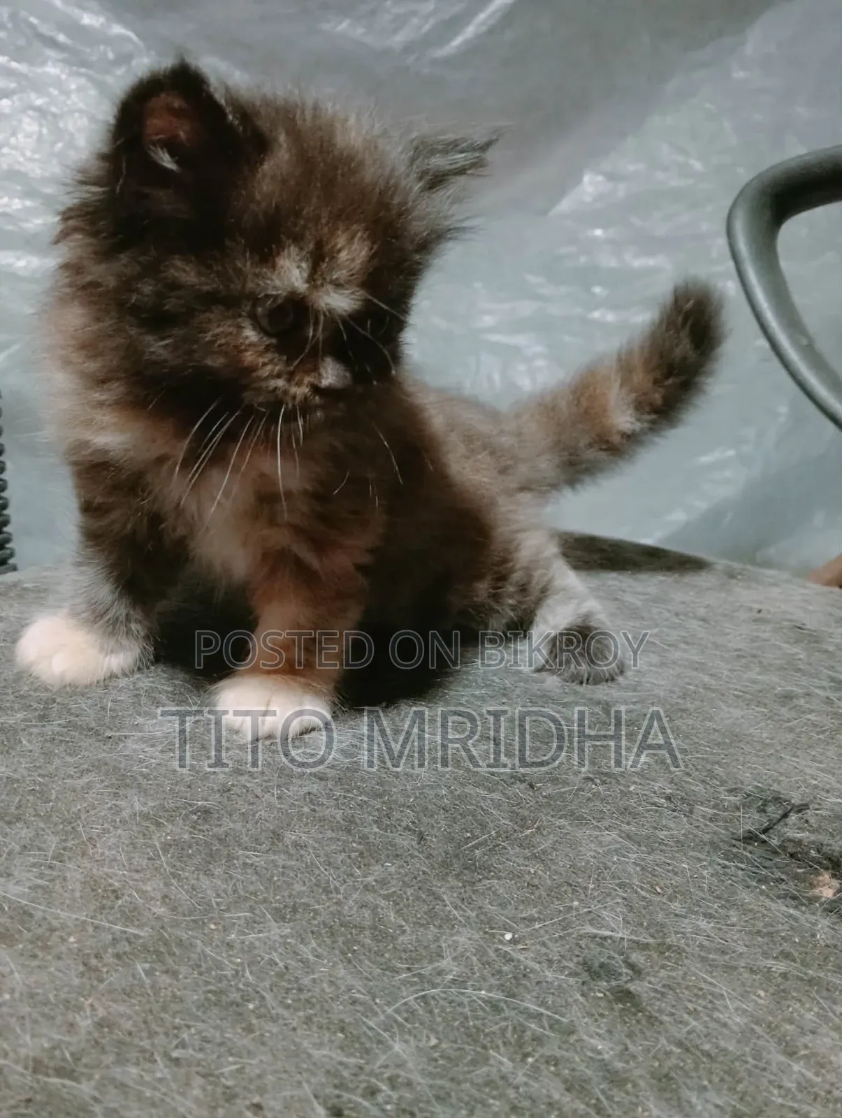 1-3 months Female Purebred Persian