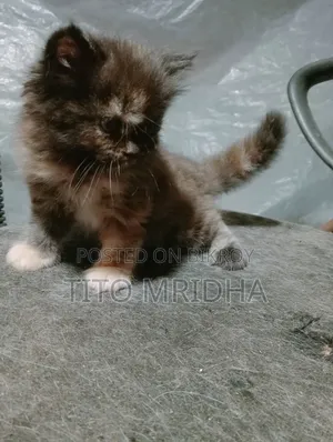 1-3 months Female Purebred Persian