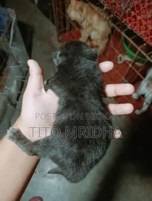 1-3 months Female Purebred Persian