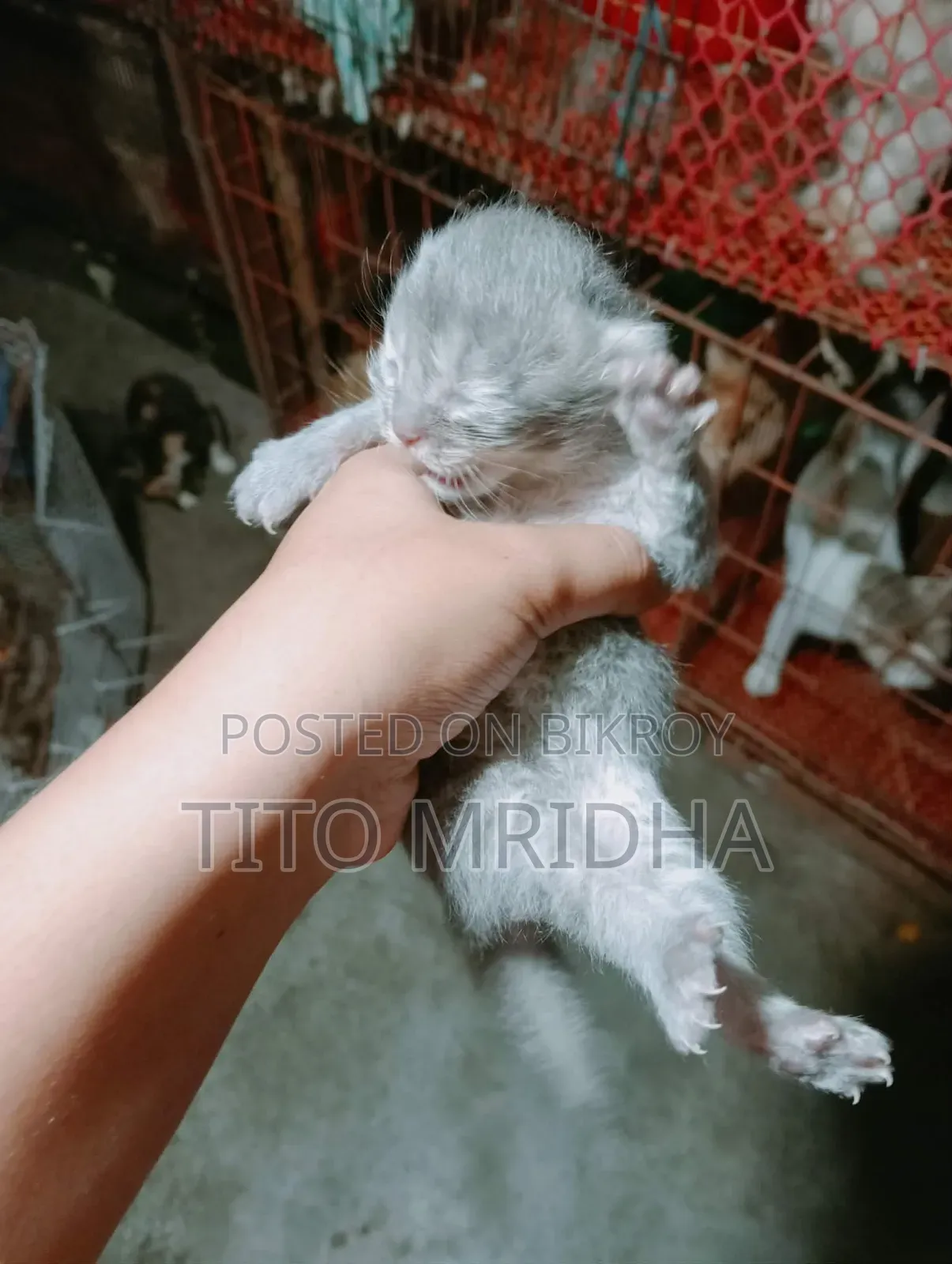 1-3 months Female Purebred Persian