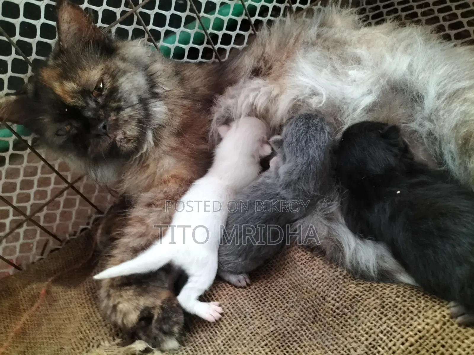 1-3 months Female Purebred Persian