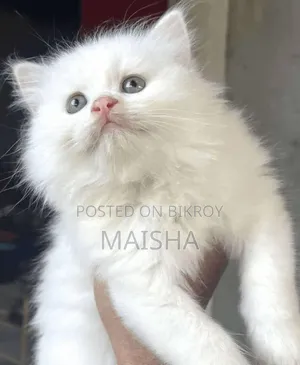 1+ year old Female Purebred Persian