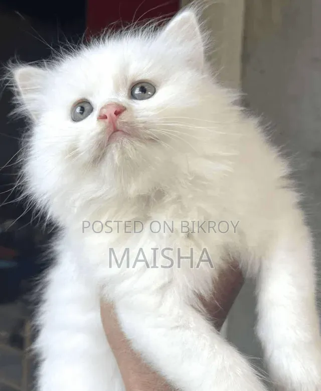 1+ Year Female Purebred Persian