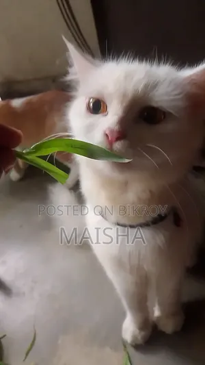 1+ Year Female Purebred Persian