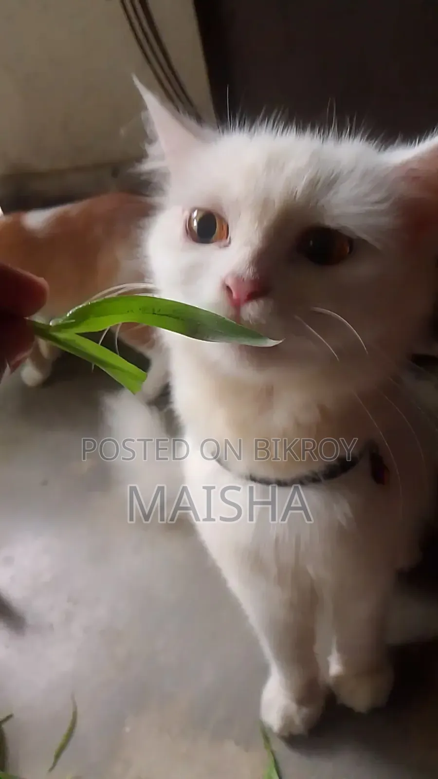 1+ Year Female Purebred Persian
