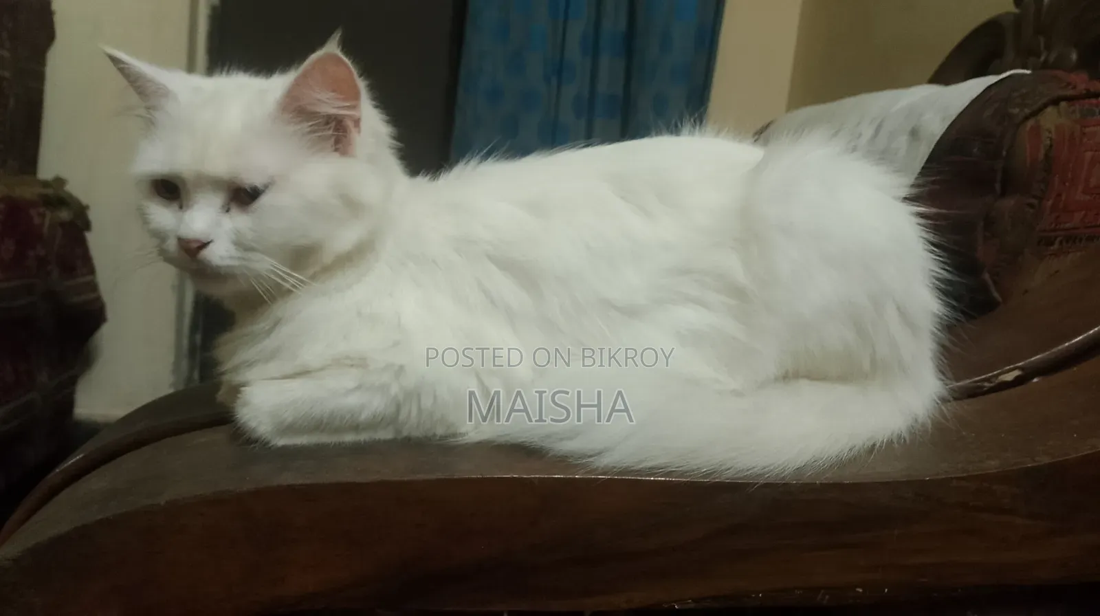 1+ Year Female Purebred Persian