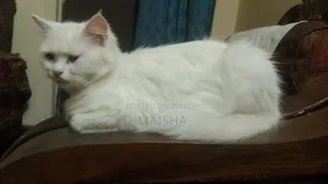 1+ Year Female Purebred Persian