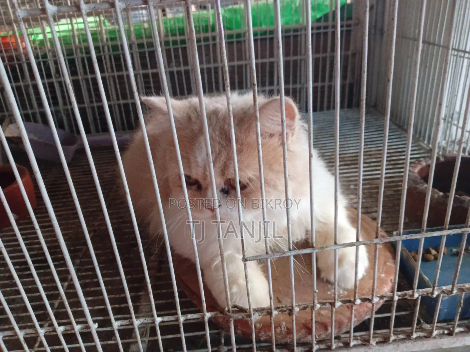 6-12 Months Male Purebred Persian