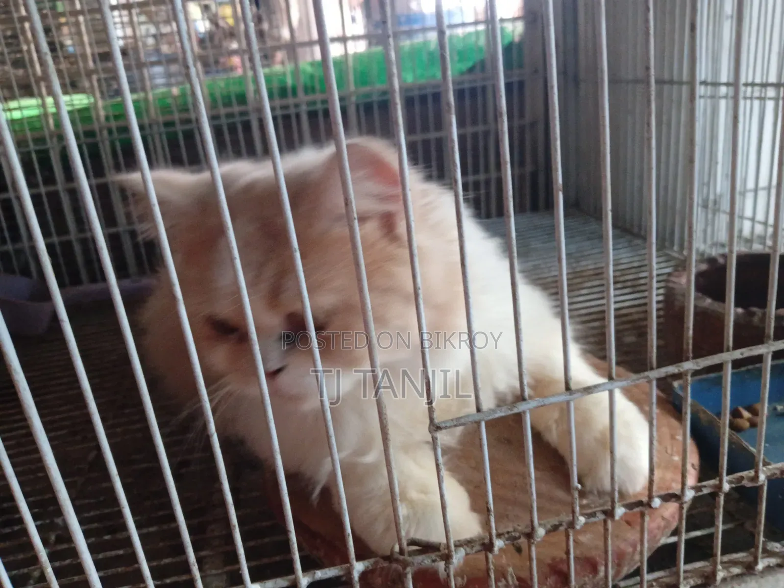 6-12 Months Male Purebred Persian