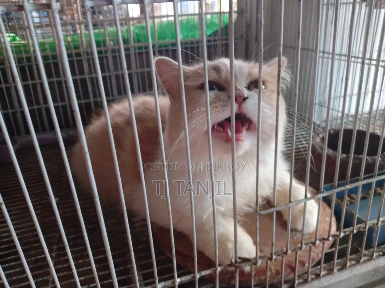6-12 Months Male Purebred Persian