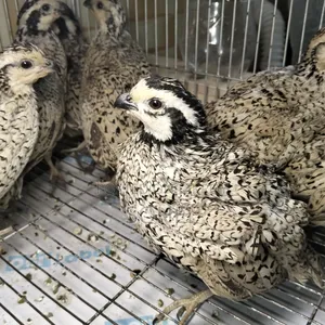 Snowflake Bobwhite