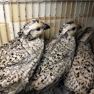 Snowflake Bobwhite
