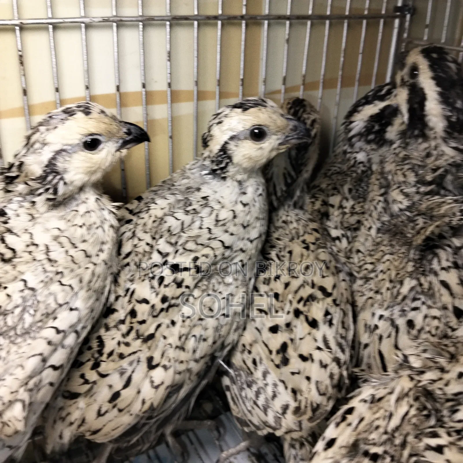 Snowflake Bobwhite