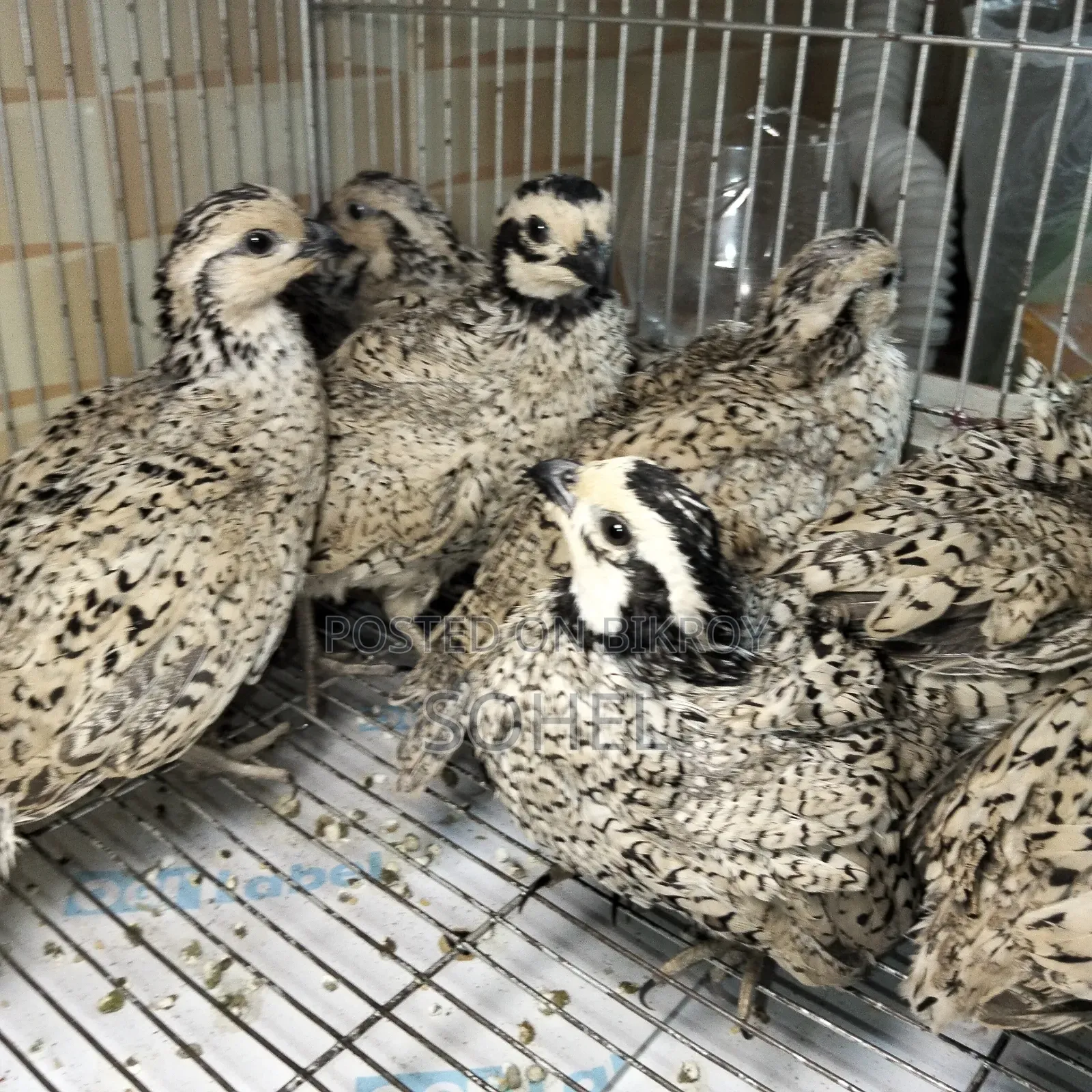 Snowflake Bobwhite