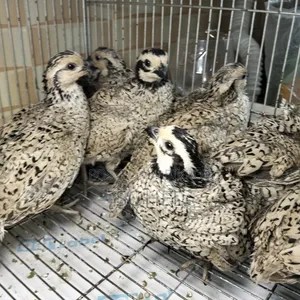 Snowflake Bobwhite