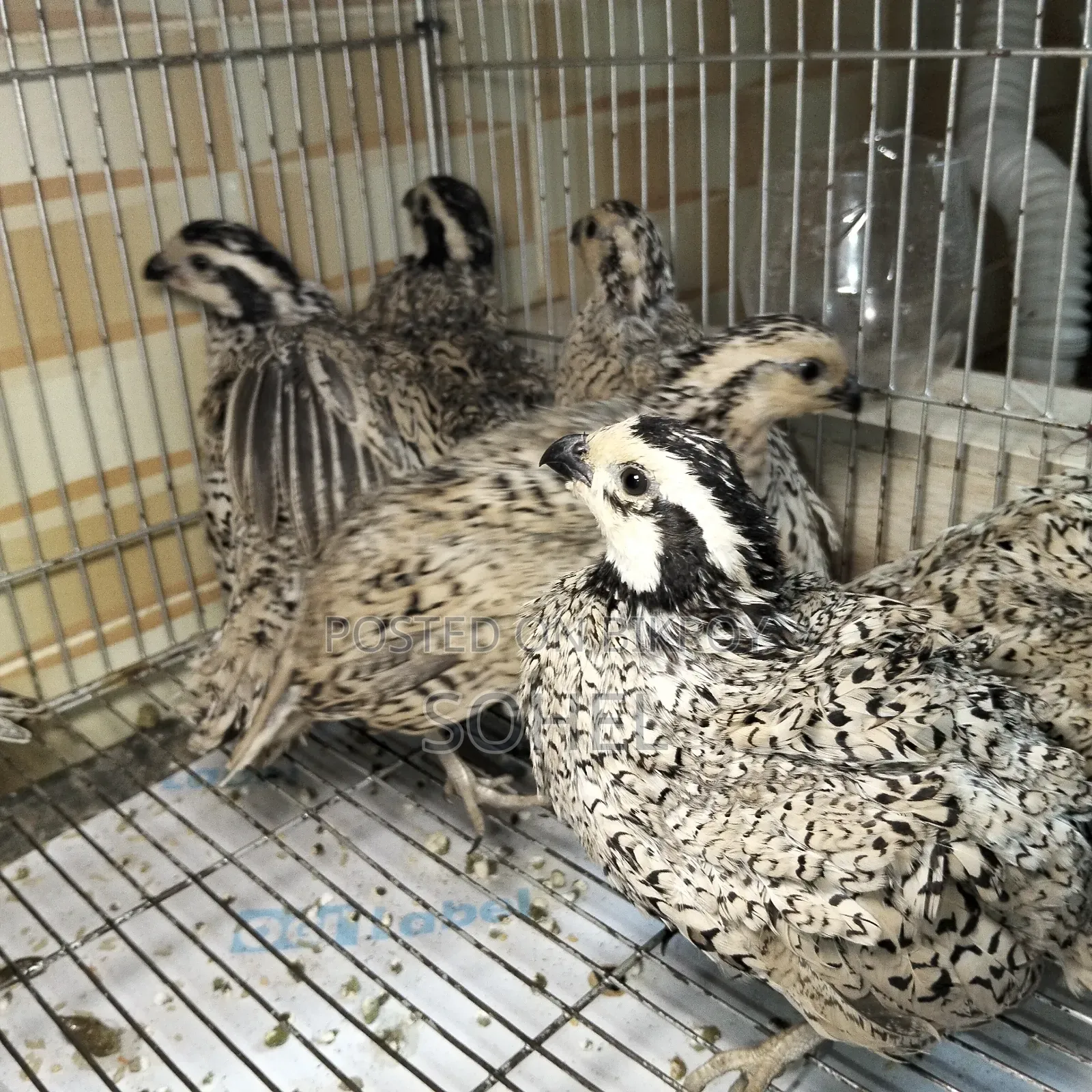 Snowflake Bobwhite