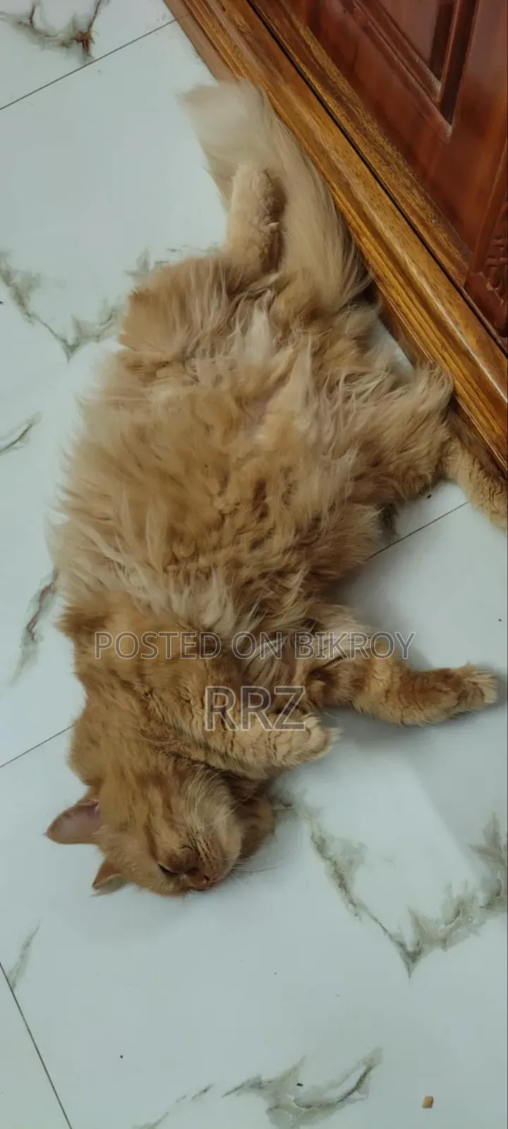 ১+ বছরের পুরুষ পিওর ব্রেড পার্সিয়ান বিড়াল