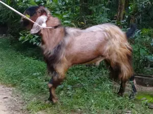 “Breeding Goat | বরবরী জাতের ব্রিডার (পাঠা) | ৪২ কেজিপ্রায় |