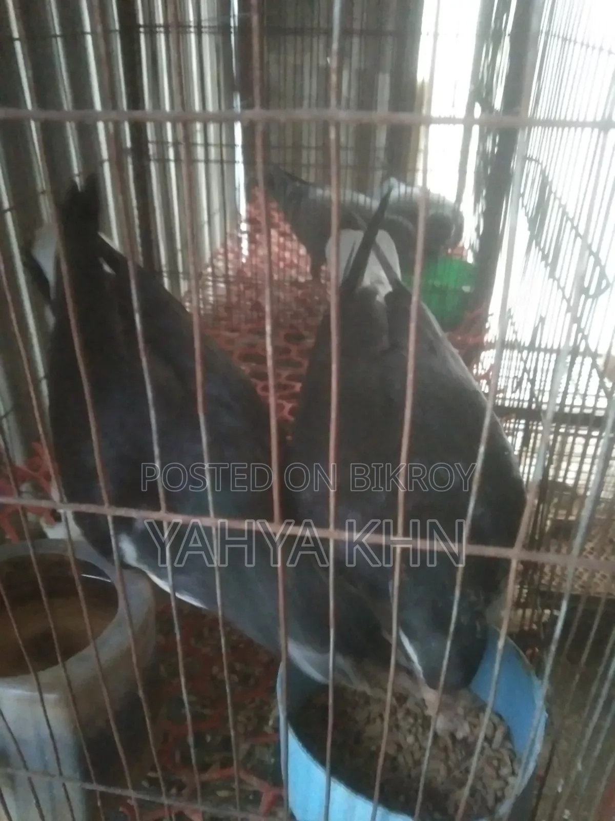 A pair of Shirazi chicks for sale