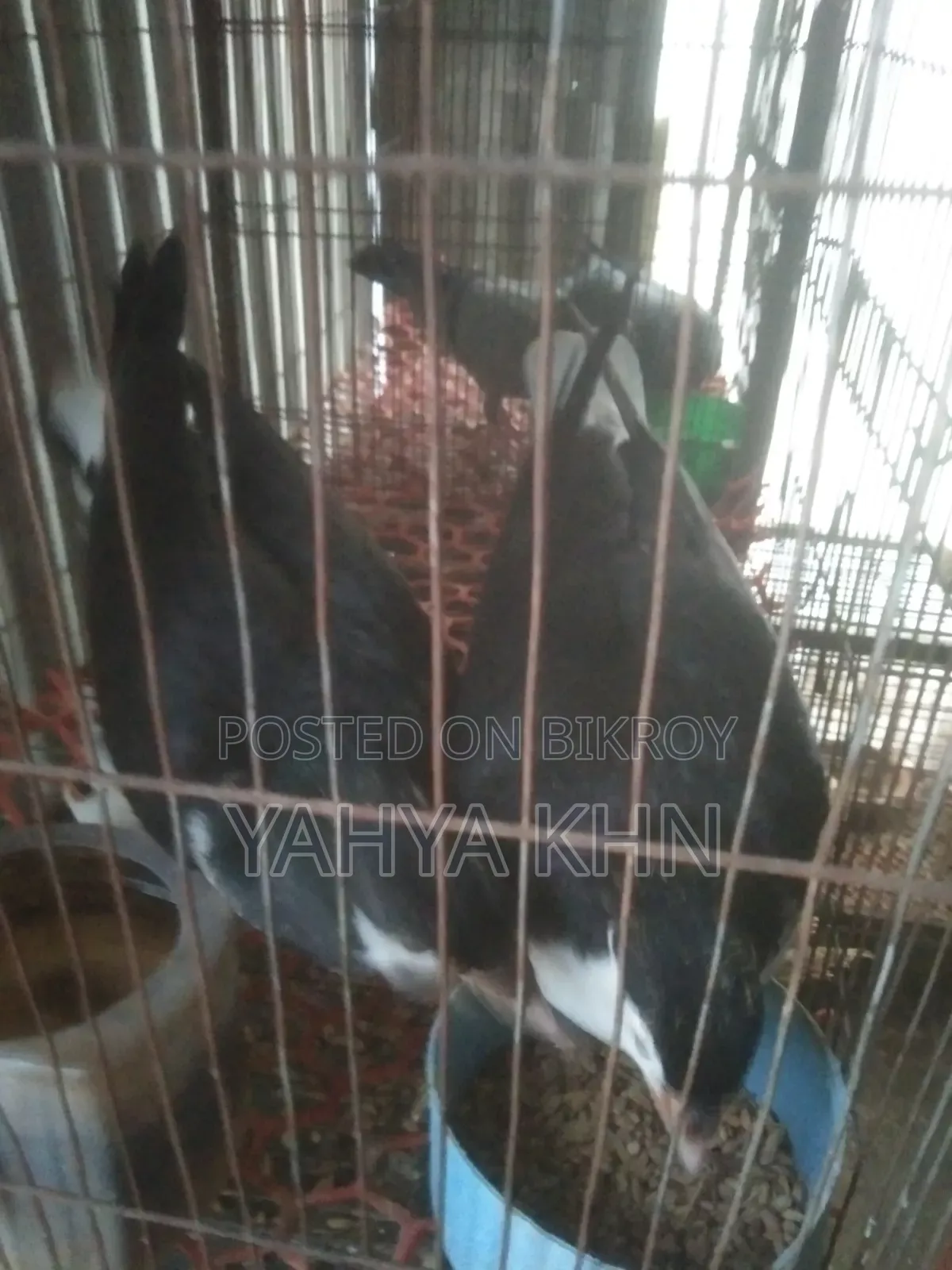 A pair of Shirazi chicks for sale