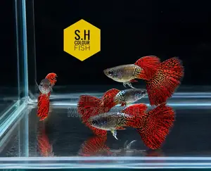 Red Metal Less Guppy