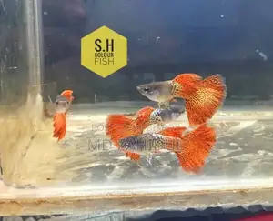Red Metal Less Guppy