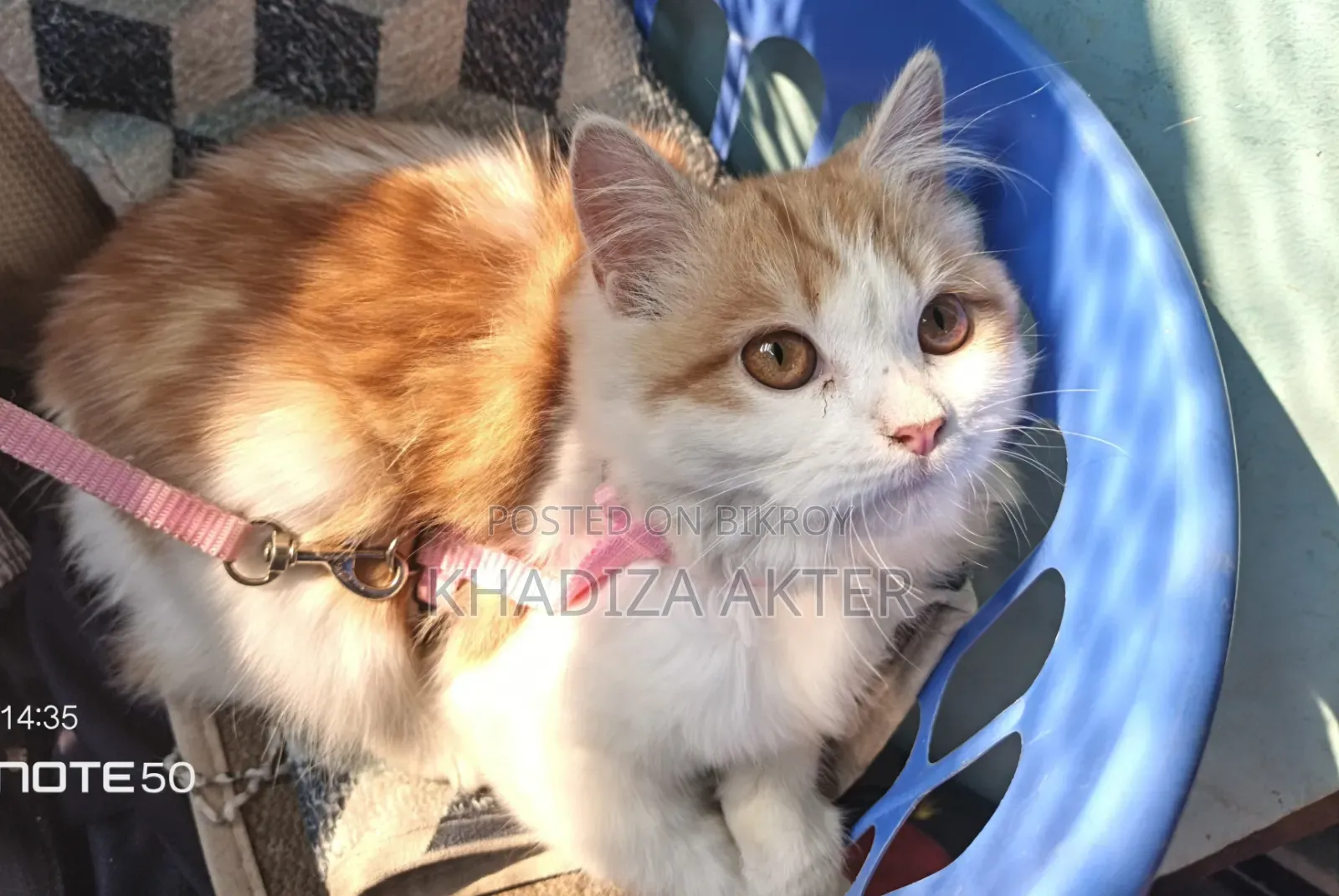 ৩-৬ মাস বয়সী ফিমেল মিক্সড ব্রিড পার্সিয়ান
