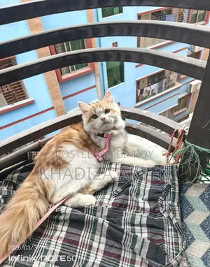 ৩-৬ মাস বয়সী ফিমেল মিক্সড ব্রিড পার্সিয়ান