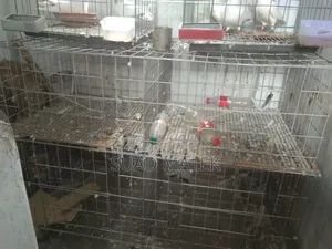 Pigeon Cage