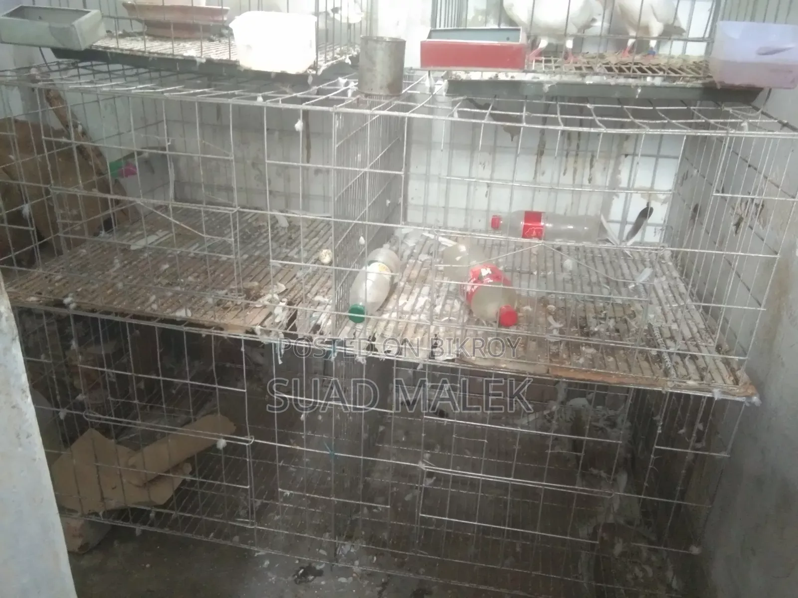 Pigeon Cage