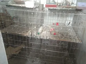 Pigeon Cage