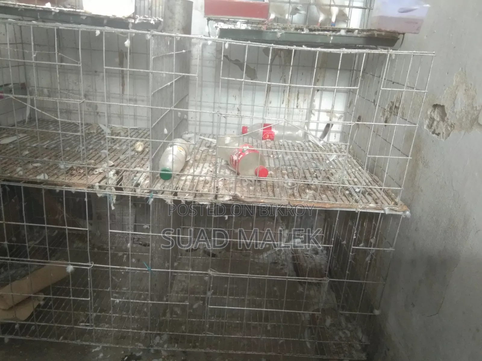 Pigeon Cage