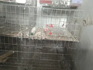 Pigeon Cage
