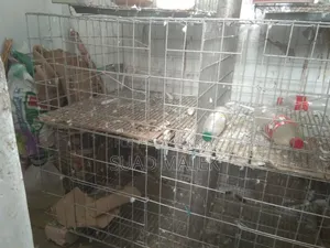 Pigeon Cage