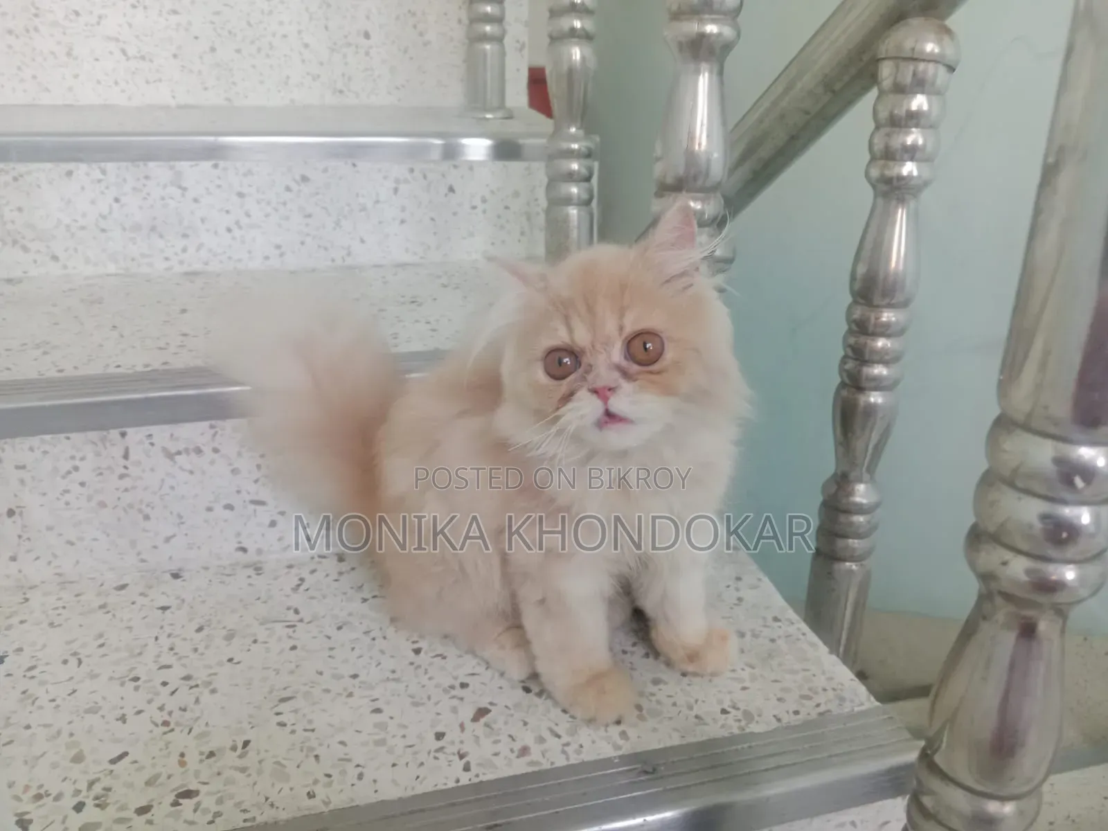 ১-৩ মাসের পুরুষ পিওরব্রেড পার্সিয়ান বিড়াল