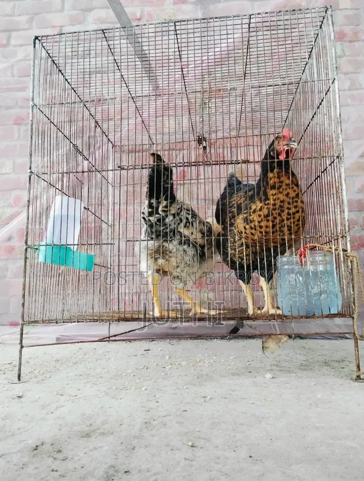 পশু পাখির খাঁচা