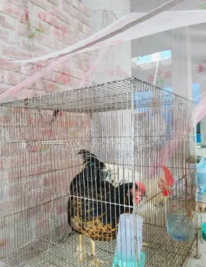 পশু পাখির খাঁচা