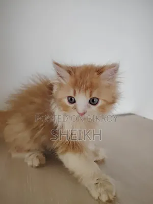 1-3 Months Male Purebred Persian