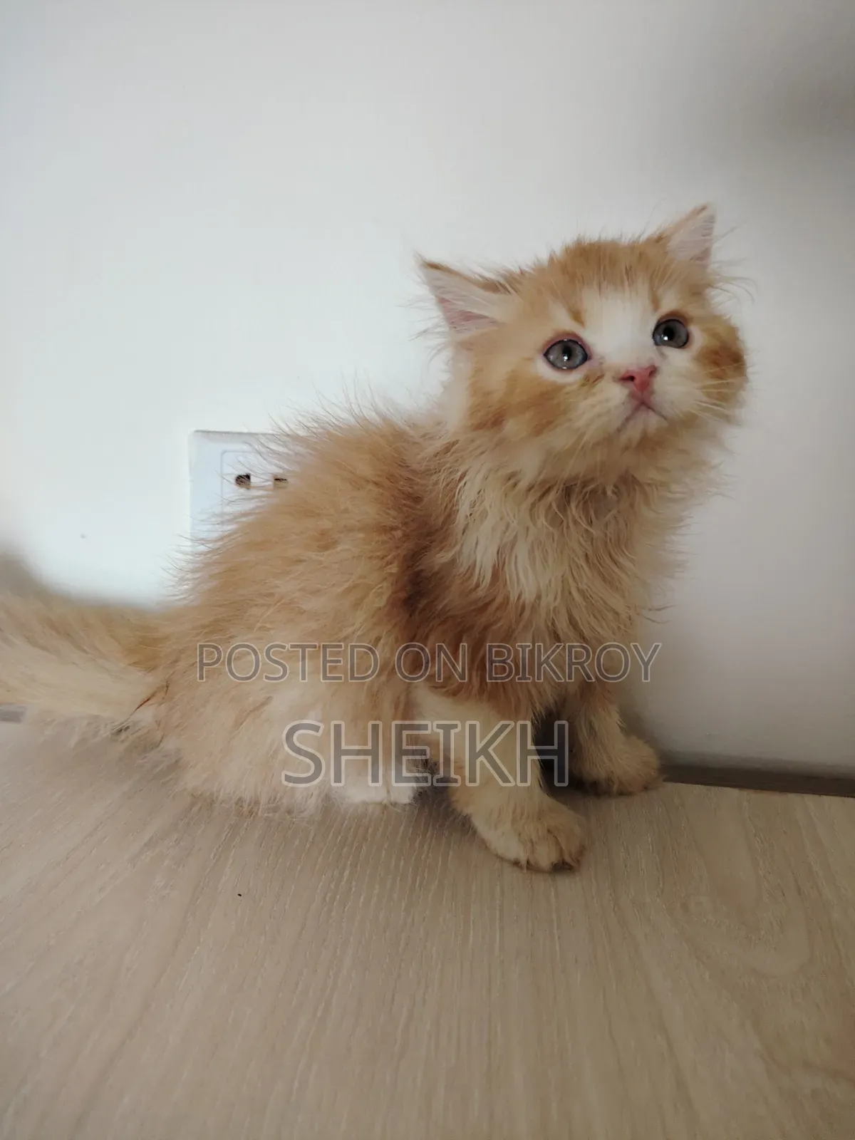1-3 Months Male Purebred Persian