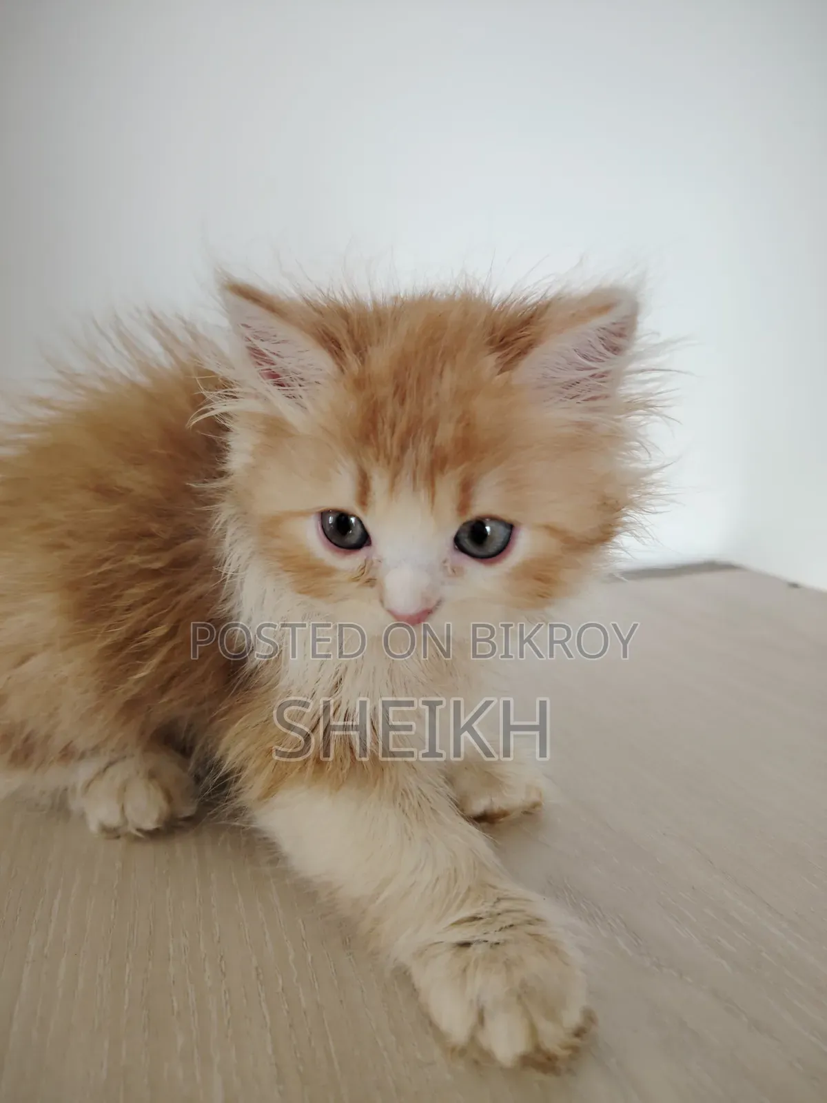 1-3 Months Male Purebred Persian