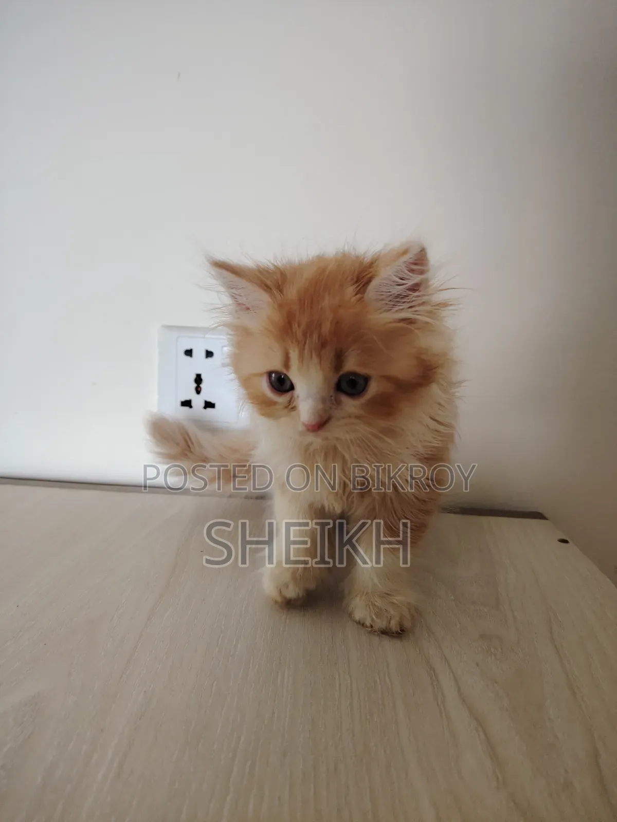 1-3 Months Male Purebred Persian