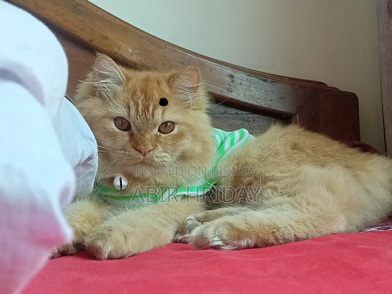 6-12 Months Male Purebred Persian