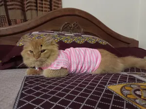6-12 Months Male Purebred Persian