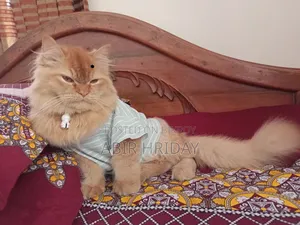 6-12 Months Male Purebred Persian